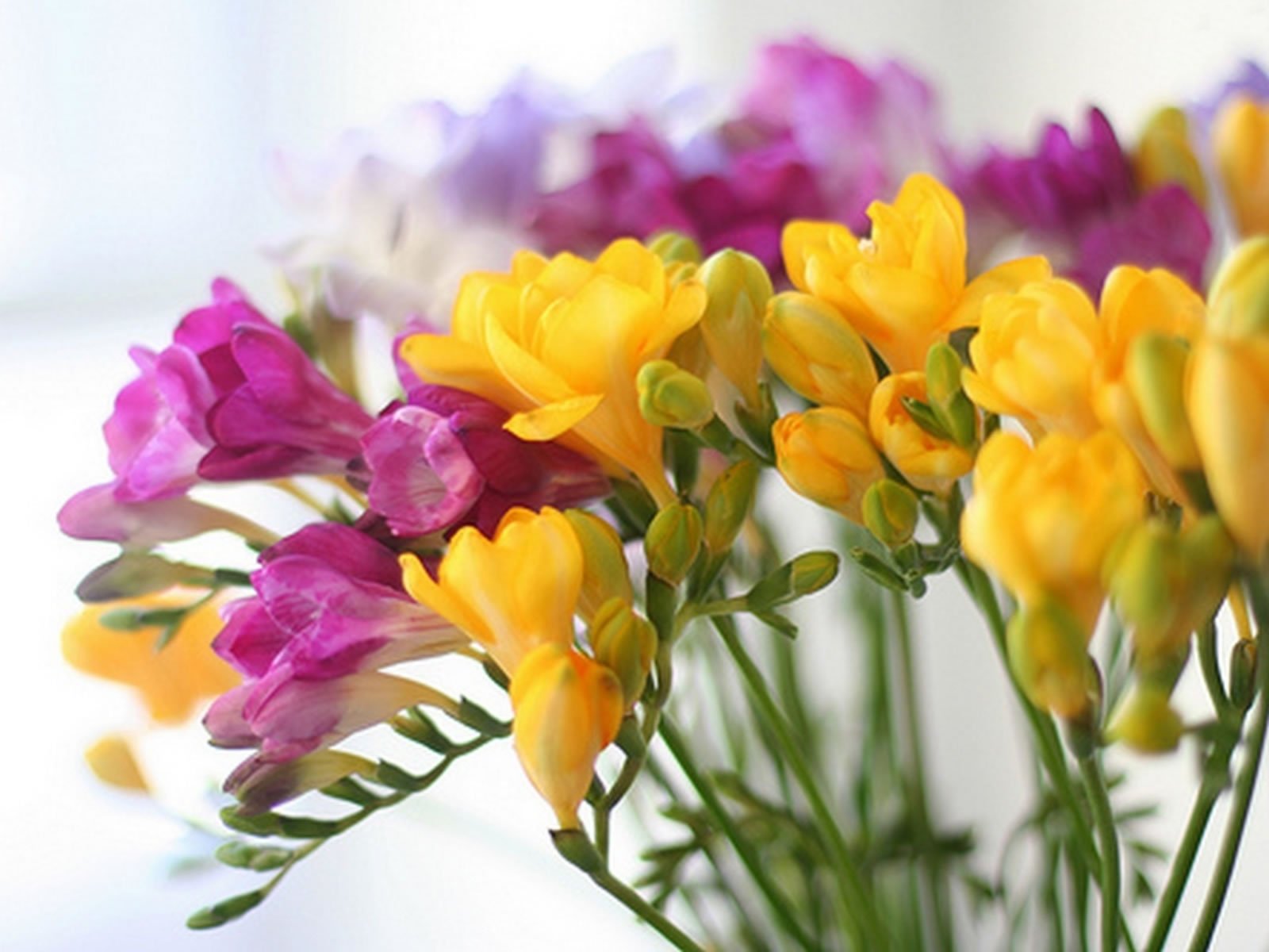 freesia - flower delivery singapore | florist singapore | farm florist