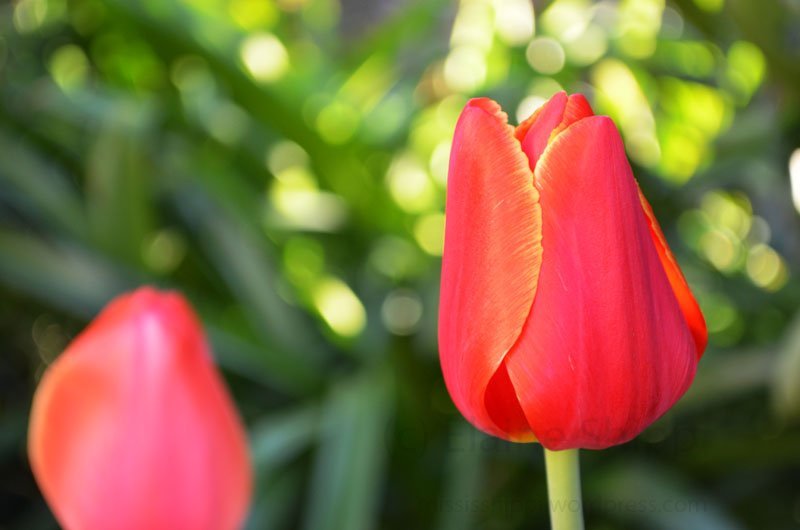 a tulip not yet opened