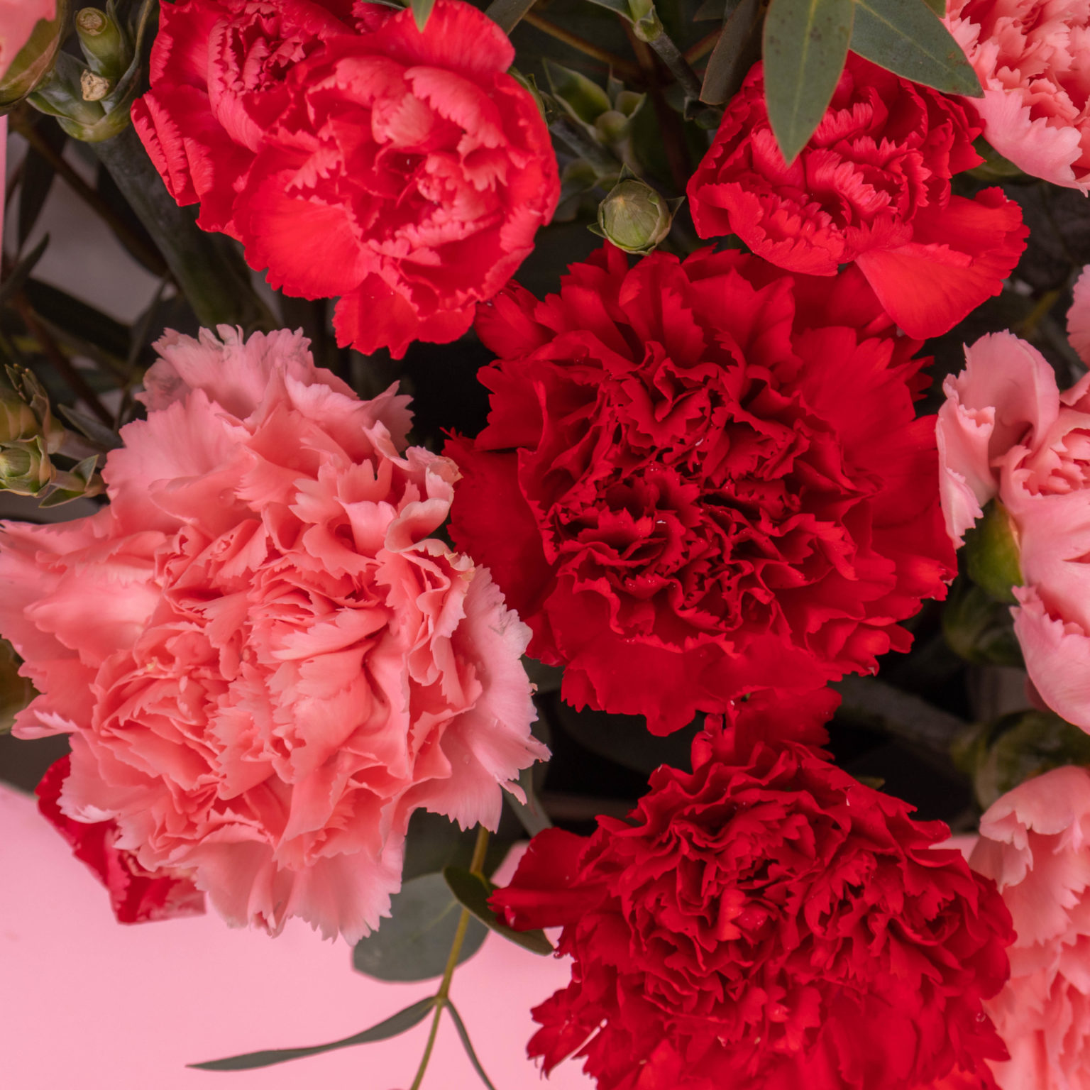 Carnation Bloom Box by FARM Florist Singapore