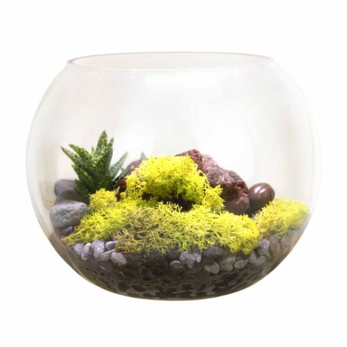 Terrariums and Succulents