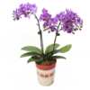 Purple Phalaenopsis Multiple Pot