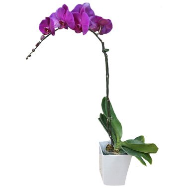 Purple Phalaenopsis Potted Orchid by FARM Florist Singapore