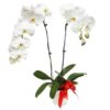White Orchid Phalaenopsis Arrangement by FARM Florist Singapore