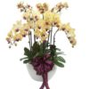 Yellow Orchid Phalaenopsis Arrangement by FARM Florist Singapore