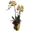 Yellow Orchid Phalaenopsis in yellow pot by FARM Florist Singapore
