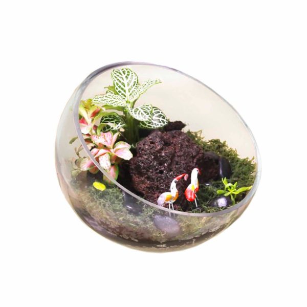 Aalborg Ready Made Terrarium