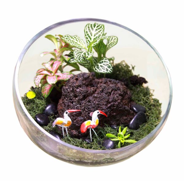 Aalborg Ready Made Terrarium