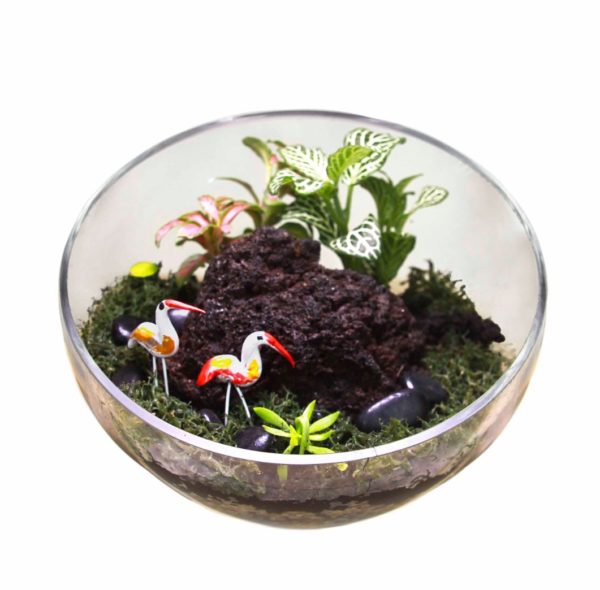 Aalborg Ready Made Terrarium