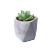 Arvex Concrete Pot with Succulent