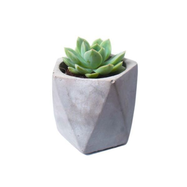 Arvex Concrete Pot with Succulent