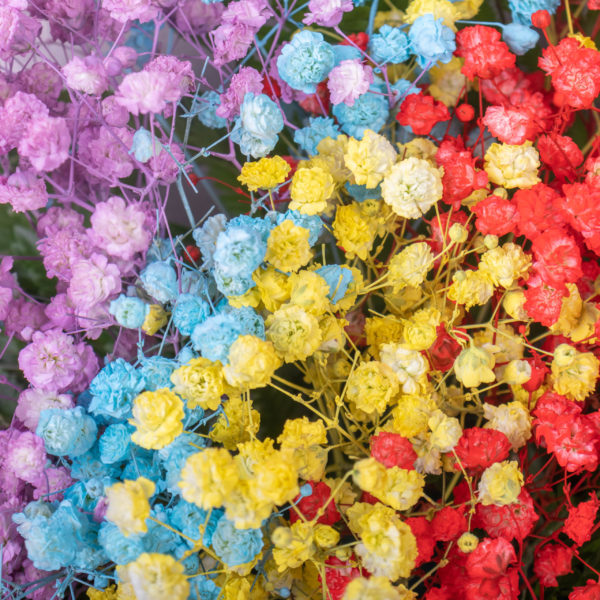 Rainbow Baby's Breath Bloom Box by Farmflorist Close-up