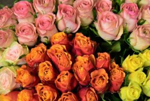 The Colors of Roses and What They Symbolize by farmflorist