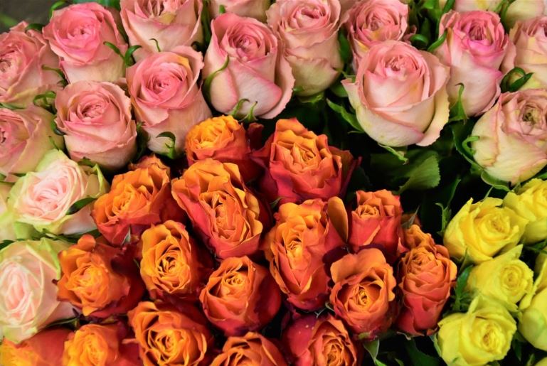 The Colors of Roses and What They Symbolize - Flower Delivery Singapore |  Florist Singapore | FARM Florist