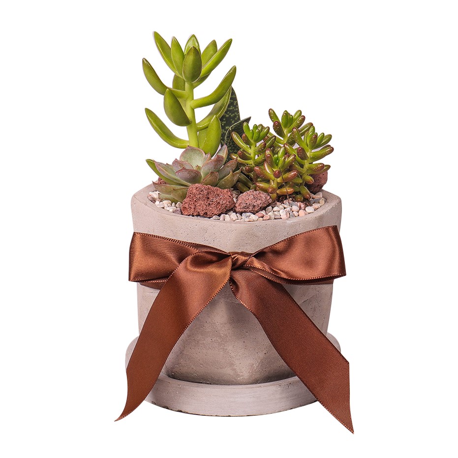 Timeless Love Succulents Arrangement By Farm Florist Singapore